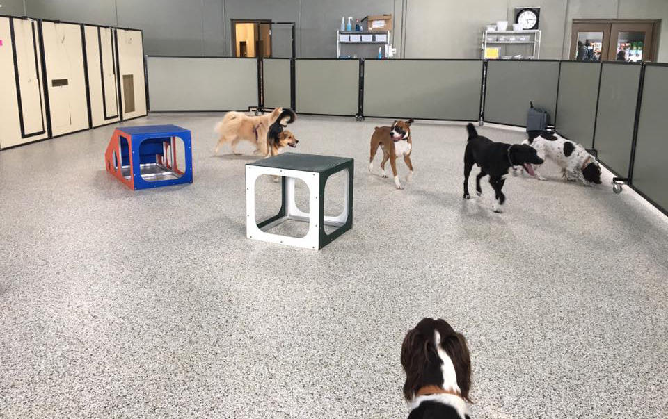 Stone mountain pet lodge indoor online dog park
