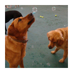 Bubbles!