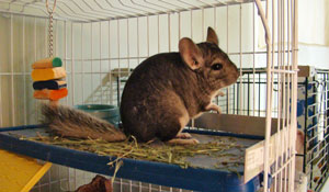 Chinchilla