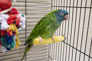 Pablo Parrot