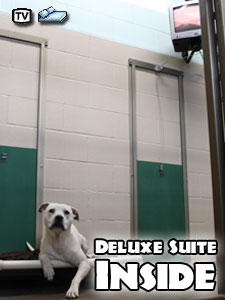 Deluxe Suites